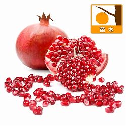 [棚卸セール]（わけあり特価）ザクロ：中華石榴王（チュウカザクロオウ）4号ポット