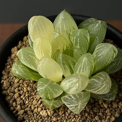 ハオルチア：雪花錦2.5号鉢植え