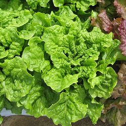 チマサンチュ青葉（韓国カキチシャ）の苗3.5号ポット