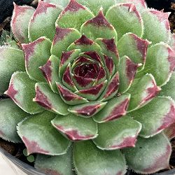 センペルビウム：ギョーム　 2号ポット