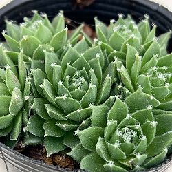 センペルビウム：シルバーカーネオル　 2号ポット