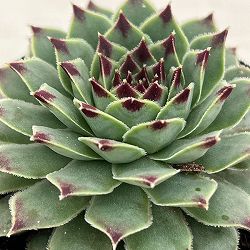 センペルビウム：ティップトップ　 2号ポット