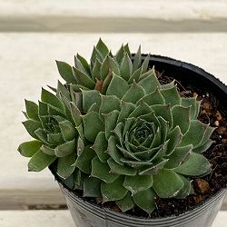 センペルビウム：ダイナモ　 2号ポット