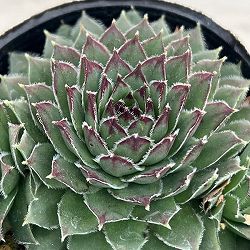 センペルビウム：紅蓮華 2号ポット