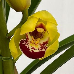 テーブルシンビジウム：ずっと2本立ち　5号鉢植え（皿付き）