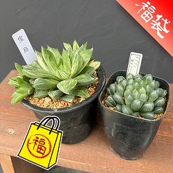 ハオルチア：福袋Aセット（宝島とドドソン紫オブツーサ）