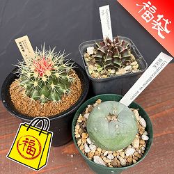 サボテン：福袋Aセット