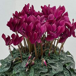 シクラメン：マドモアゼル ブラックレッド5号鉢