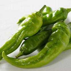 [26年4月下旬予約]京野菜：トウガラシ：万願寺とうがらし自根苗3号ポット 6株セット