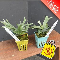 ビカクシダ（コウモリラン）：人気レアウィリンキーセット(バクテリアとジェイドガール)