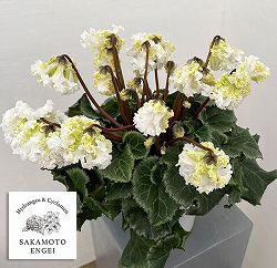 シクラメン：さかもと園芸さん試作株（25-07）垂れ咲き強フリンジ白花系　5号鉢植え【現品販売】