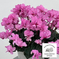 シクラメン（八重咲き）：ウインク ピンクハート（立ち系）5号鉢植え【現品販売】