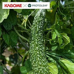 [26年4月下旬予約]カゴメ　ゴーヤ　なつほし3号ポット