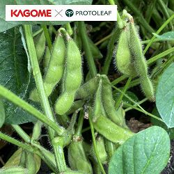 [26年4月下旬予約]カゴメ　枝豆　みのりひめ自根苗3号ポット