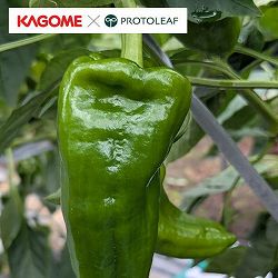 [26年4月下旬予約]カゴメ　ジャンボピーマン　りんたろう3号ポット