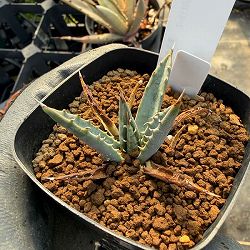 アガベ：ユタエンシス　2.5号鉢植え*