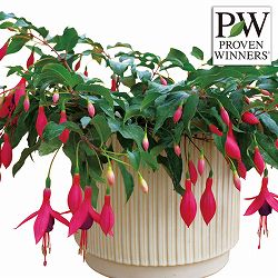 [26年4月下旬予約]フクシア（ホクシア）：フェアリーダンス3号ポット 2株セット