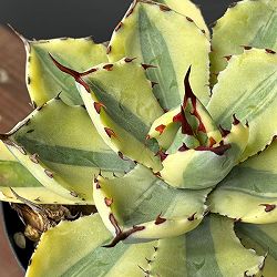 アガベ：スーパークラウン　4号25-02