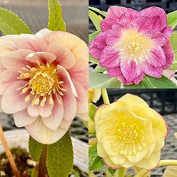 松村ナーセリーさんのクリスマスローズ：カラーゴールドダブル3号ポット 6株セット