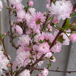 ニワザクラ（庭桜）：桃花八重4.5号ポット