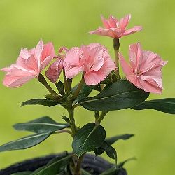 [26年5月中下旬予約]ニチニチソウ：天使のビンカ エンジェルピーチ3.5号ポット