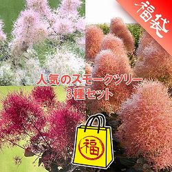 人気のスモークツリー苗木3種セット