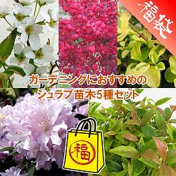 ガーデニングにおすすめのシュラブ苗木5種セット