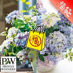 ラグランジア（アジサイ）超多花性ペアセット