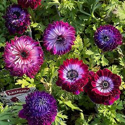 アネモネ：ファネモス　ダブルルージュ3.5号ポット