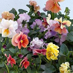 うえたコレクションパンジービオラ：コンテンポラリーセット3.5号ポット