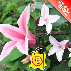 クレマチス：ダイアナ姉妹2品種セット（アイフクシマ・エールフクシマ）