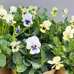 見元園芸さんのビオラ：トルニー（ホワイト系）3.5号ポット