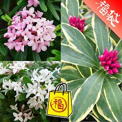 ジンチョウゲ（沈丁花）魅力の３品種セット