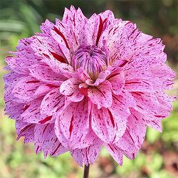 [26年3月中下旬予約]ダリアの球根：（中大輪）時の砂1球