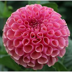 [26年3月中下旬予約]ダリアの球根：（ボール咲き中型）トキメキ1球