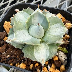 アガベ：王妃雷神錦（おうひらいじんにしき）2.5号ポット*