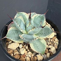 アガベ：ポタトラム　雷神錦（らいじんにしき）4号鉢植え25-01