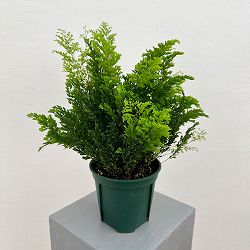 アジアンタム：リサ　5号鉢植え