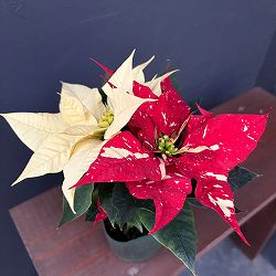 ポインセチア：ジングルベル＆クリーム3号ポット