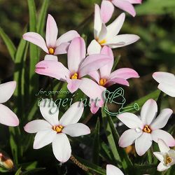 [26年2月中下旬予約]アッツザクラ（ロドヒポキシス）：ジューンブルーム2.5号ポット