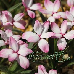 [26年2月中下旬予約]アッツザクラ（ロドヒポキシス）：絞り2.5号ポット