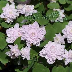 [26年1月中下旬予約]バイカカラマツ：大輪八重（桃花）3号ポット