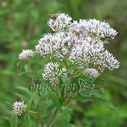 [26年2月中下旬予約]ヒヨドリバナ3号ポット