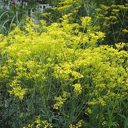 [26年2月中下旬予約]オミナエシ（女郎花）3号ポット