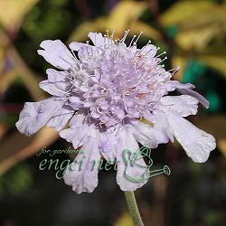 [26年2月中下旬予約]西洋マツムシソウ3号ポット