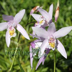 [26年2月中下旬予約]シラン：桃小町3号ポット