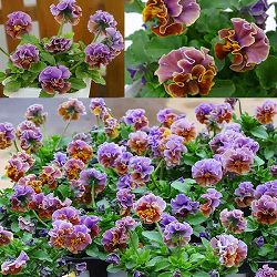 春待ちビオラ　MSKガーデン小輪バタフライフリンジビオラ：エンジェルウィング　アーバンスモーキー3号ポット 6株セット