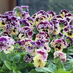 春待ちビオラ　MSKガーデン小輪バタフライフリンジビオラ：エンジェルウィング　イエローバイカラー3号ポット 6株セット