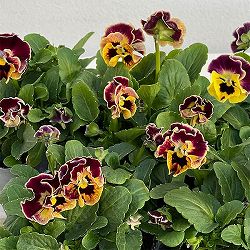 [送料無料]春待ちビオラ　MSKガーデン小輪バタフライフリンジビオラ：エンジェルウィング　イエローバイカラー3号ポット 12株セット