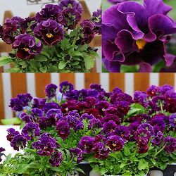 春待ちビオラ　MSKガーデン小輪バタフライフリンジビオラ：エンジェルウィング　パープル3号ポット 3株セット